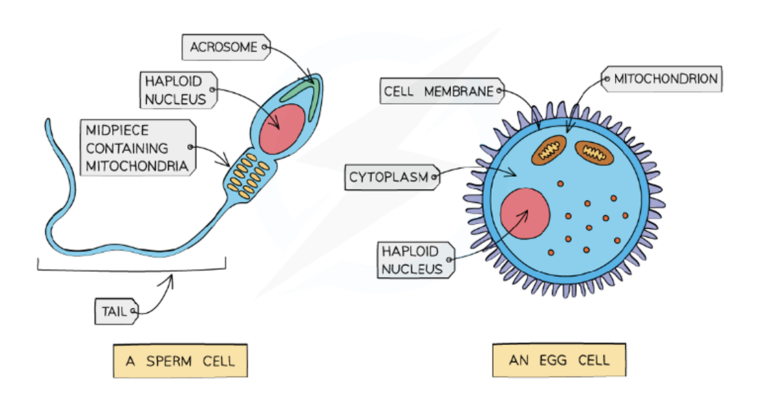 Sex Cells and Fertilisation